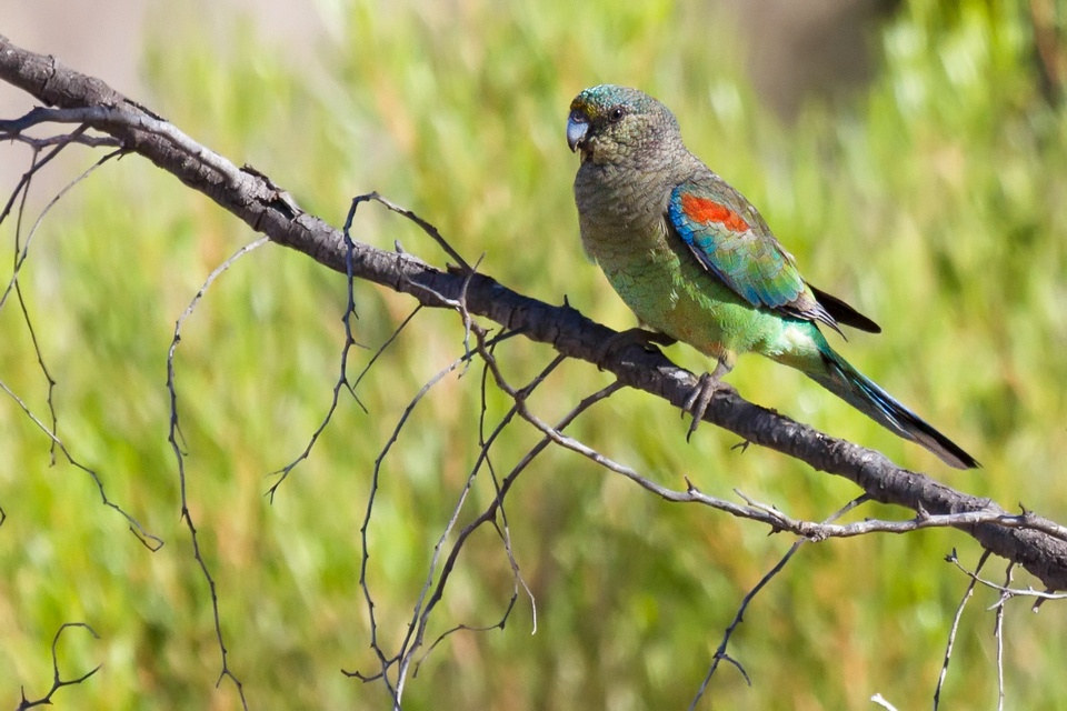 Mulga Parrot (Psephotus varius)